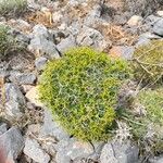 Bupleurum spinosum Leaf