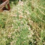 Erigeron sumatrensisBlüte