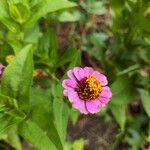 Zinnia peruviana Кветка