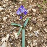 Scilla bifoliaBlomst