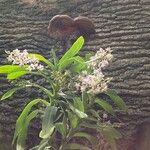 Aerides odorata Çiçek