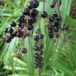 Cordyline stricta ഫലം