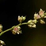 Celosia trigyna फूल