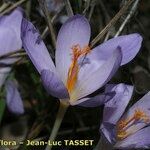 Crocus salzmannii Flor
