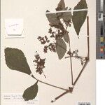 Cyphostemma hildebrandtii Other