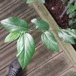 Grewia robusta Yaprak
