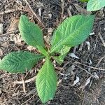 Elephantopus carolinianus Leaf