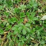 Potentilla reptans Hoja