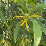 Acacia auriculiformis Blad