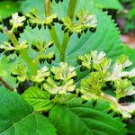 Laportea canadensis Flor