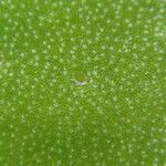 Microsorum punctatum Sonstige
