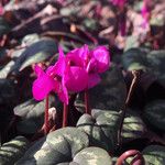 Cyclamen repandum 花