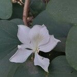 Bauhinia acuminata Flor