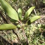 Garcinia balansae Frukto