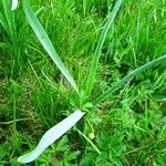 Narcissus bicolor Leaf