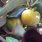 Diospyros kaki Fruit