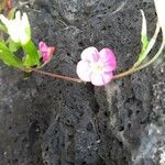 Oenothera roseaFoglia