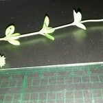 Asperula laevigata Leaf