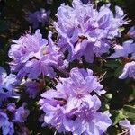 Rhododendron impeditum Blüte