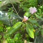 Rhododendron minus Hoja