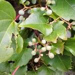 Parthenocissus tricuspidata Folio