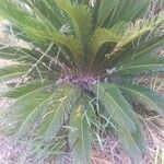 Cycas revolutaFolha