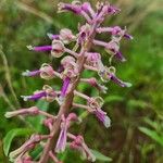 Ledebouria revoluta Цвят