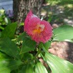 Costus pictus 花