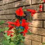 Salvia roemeriana Flor