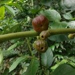 Ficus hispida Frukto