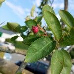 Amelanchier canadensis Fruit