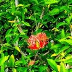 Hibiscus schizopetalus Cvet