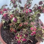 Coleus decurrens Ліст