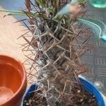 Pachypodium geayi Φύλλο