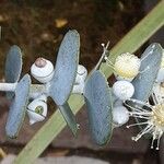 Eucalyptus gunnii Blomst