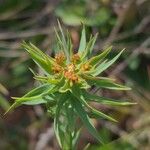 Euphorbia exigua Цветок