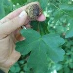 Acer × bornmuelleri Arall