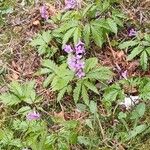 Cardamine glanduligera Flors