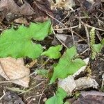 Hexastylis arifolia Hostoa