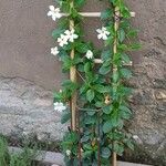 Mandevilla boliviensis موطن