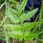 Berula erecta Leaf