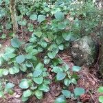 Phyllanthus macrochorion Staniste