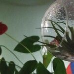 Tillandsia bulbosa Hoja