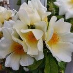 Rosa xanthina Flor
