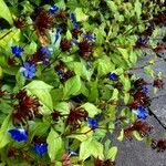 Ceratostigma plumbaginoides Plante entière