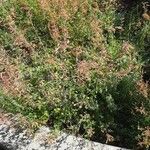 Agastache rupestris Natur