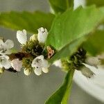 Lycopus uniflorus Flower