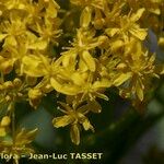 Isatis alpina 花
