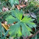 Geranium palustre Leaf