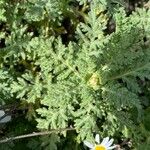 Argyranthemum adauctum Hoja